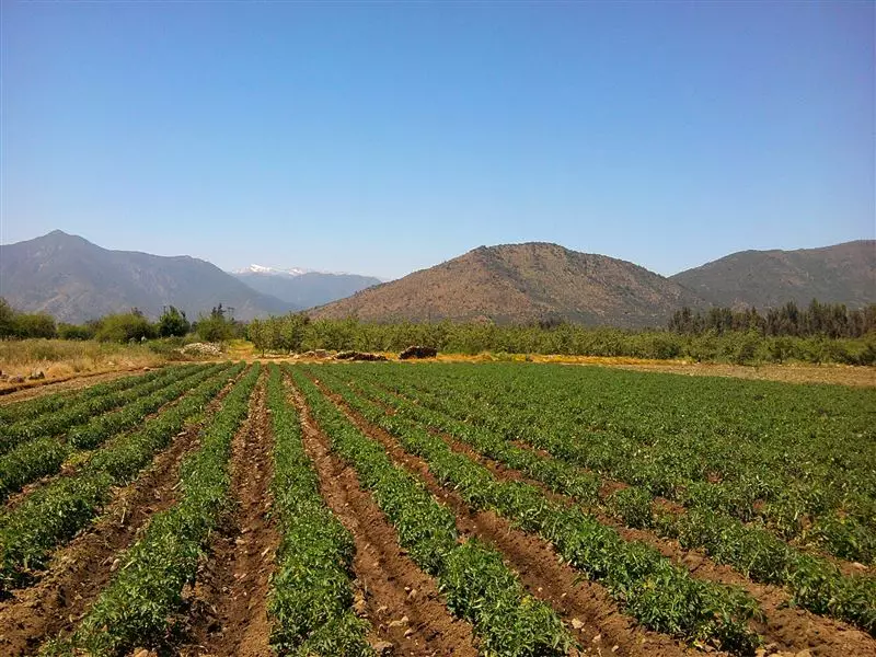 Valores de Campos agrícolas aumentan