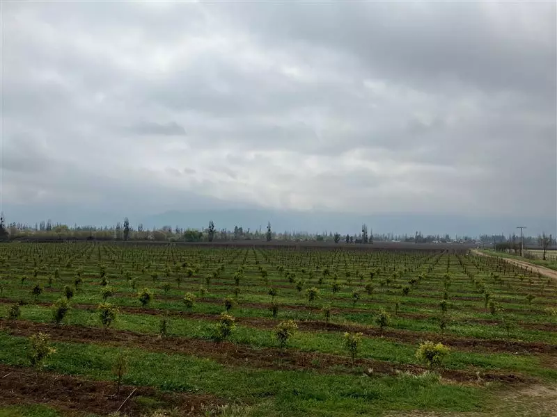 Pérdidas del sector agrícola por incendios e inundaciones